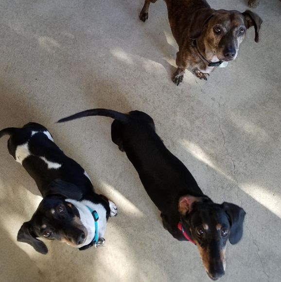 Meet your Posher, Roxann - Picture 3 of 4